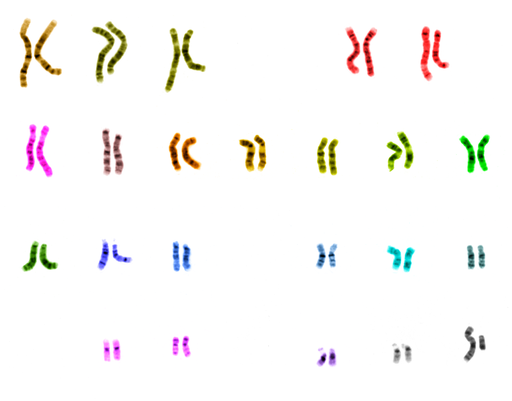 Ucsc Human Chromosome Colours Ucsc Human Chromosome Colours